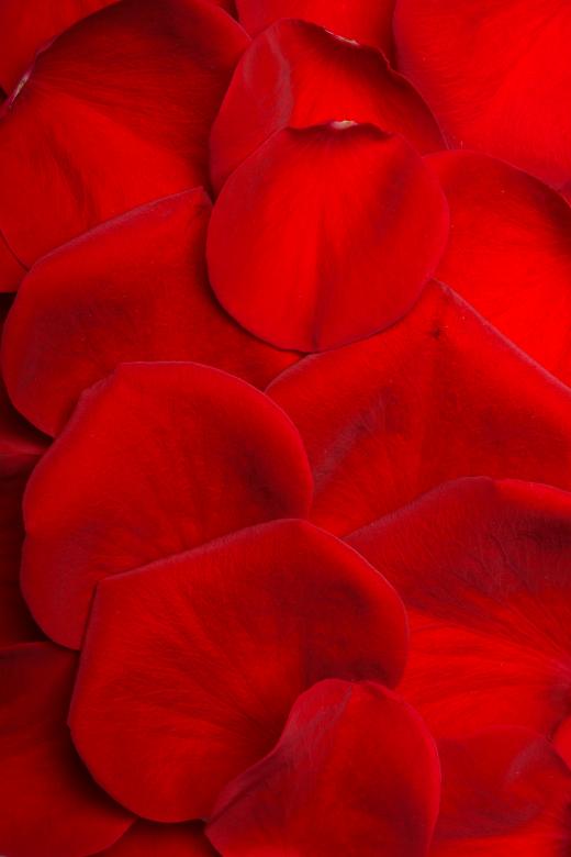 Free stock image of rose petals created by 2happy