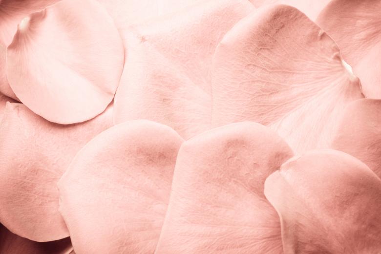 Free stock image of rose petals created by 2happy