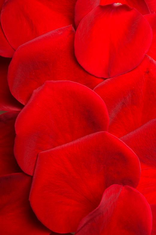 Free stock image of rose petals created by 2happy