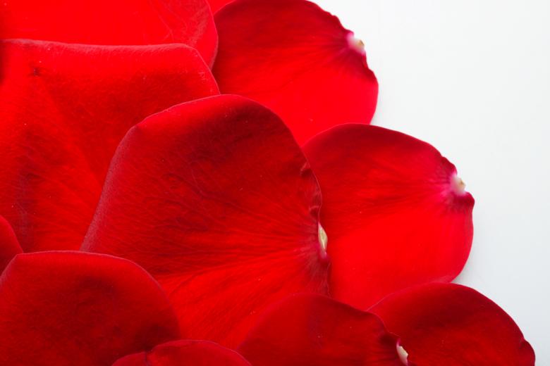 Free stock image of rose petals created by 2happy