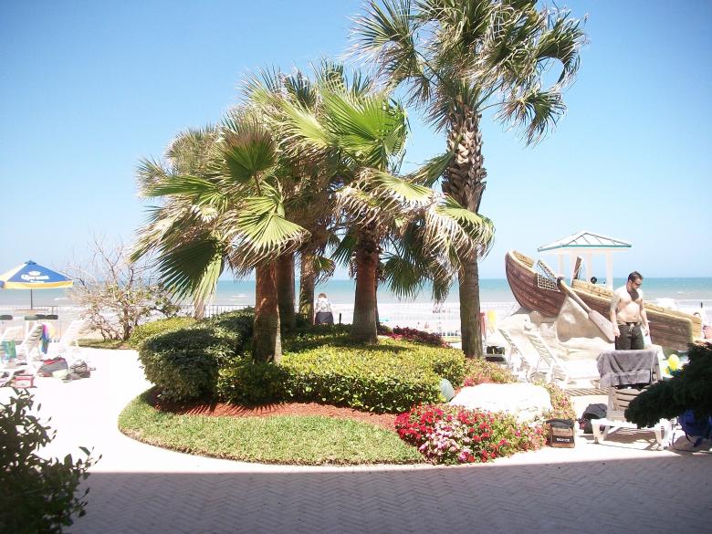 Free stock image of Palms created by Shelby G
