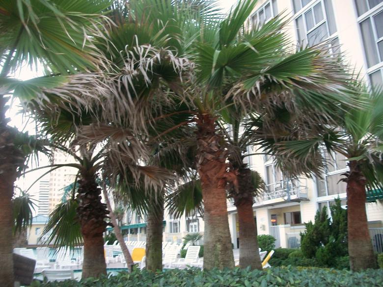 Free stock image of Palm trees created by Shelby G