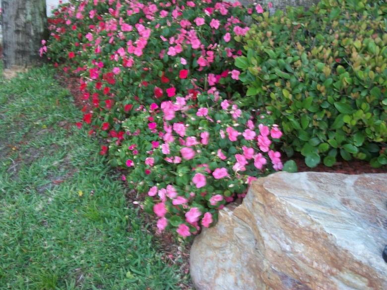 Free stock image of Pink flowers created by Shelby G