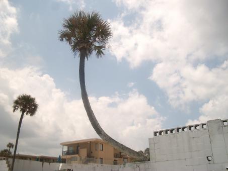 Palm trees