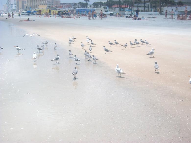 Free stock image of The Beach created by Shelby G
