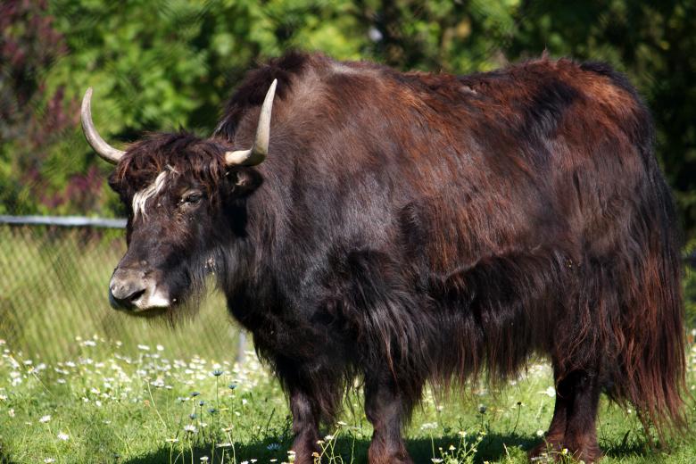 Free stock image of Ox created by Danny Ouellet
