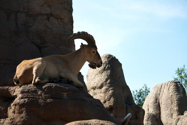 Free stock image of Mountain Goat created by Danny Ouellet