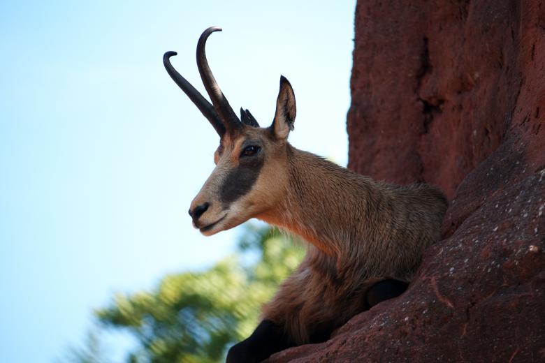 Free stock image of Mountain Goat created by Danny Ouellet