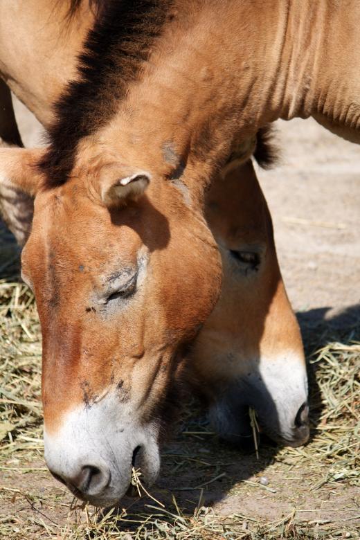 Free stock image of Horses created by Danny Ouellet