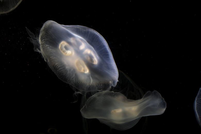 Free stock image of Jellyfish created by Danny Ouellet