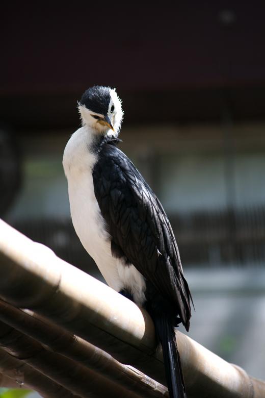 Free stock image of Bird created by Danny Ouellet