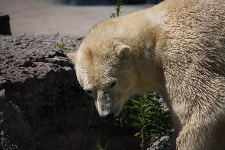 Free stock image of Polar Bear created by Danny Ouellet