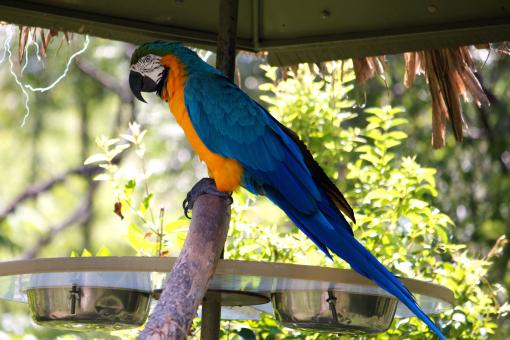 Parrot - Free Stock Photo