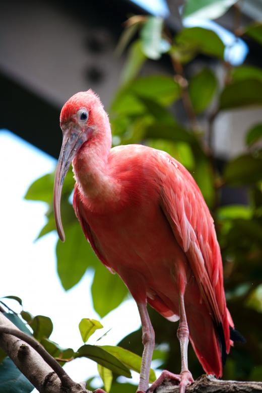Free stock image of Pink Bird created by Danny Ouellet