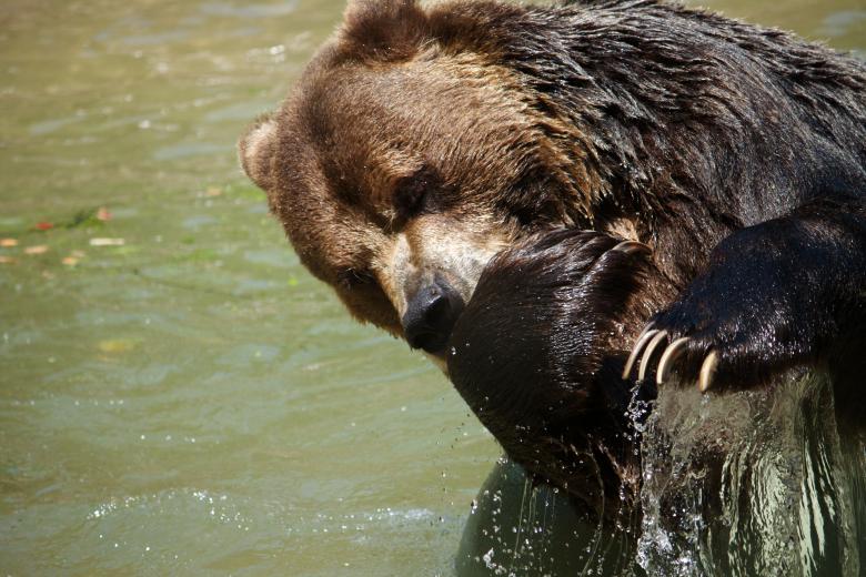 Free stock image of Bear created by Danny Ouellet