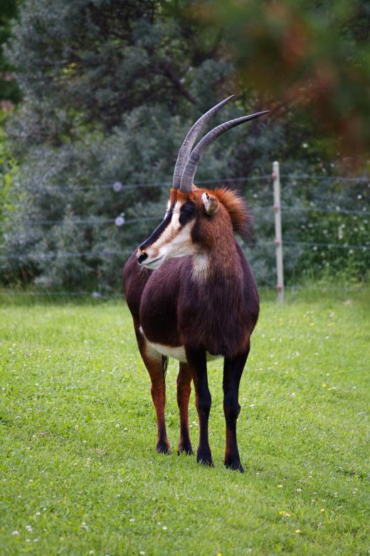 Free stock image of Wilder beast created by Danny Ouellet