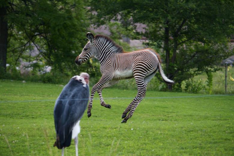 Free stock image of Jumping Zebra created by Danny Ouellet