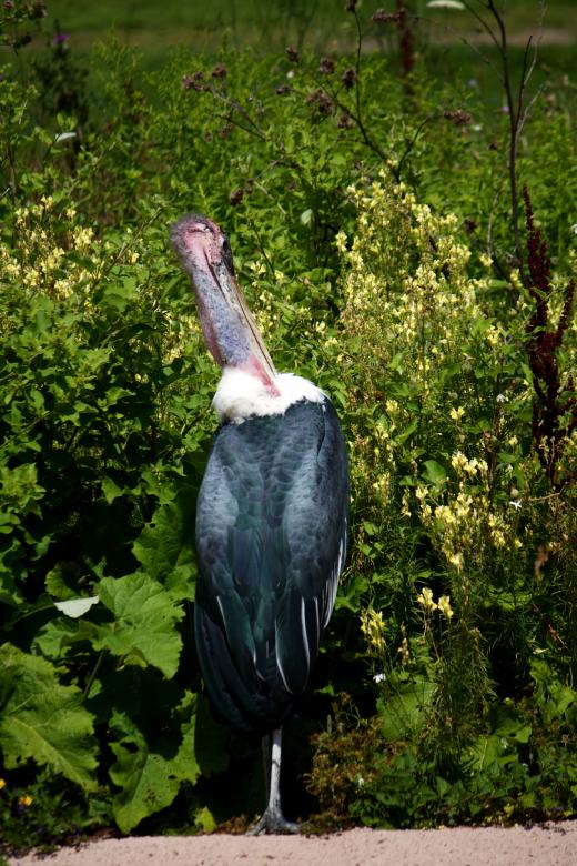 Free stock image of Pelican created by Danny Ouellet