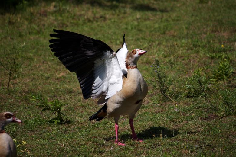 Free stock image of Goose created by Danny Ouellet