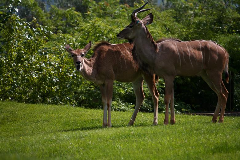 Free stock image of Deer created by Danny Ouellet