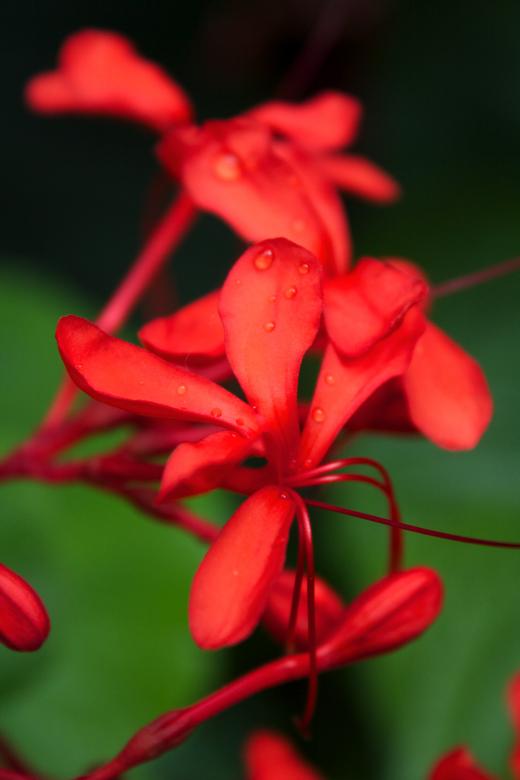 Free stock image of Red Plants created by Danny Ouellet