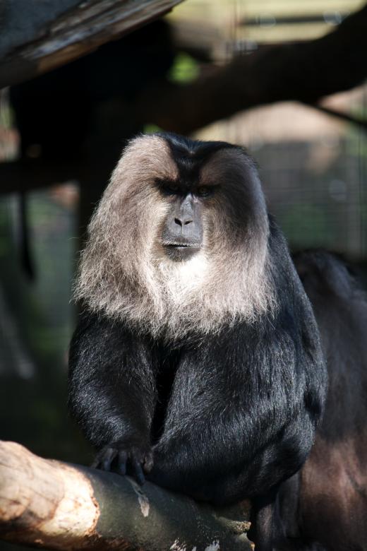 Free stock image of Monkey created by Danny Ouellet