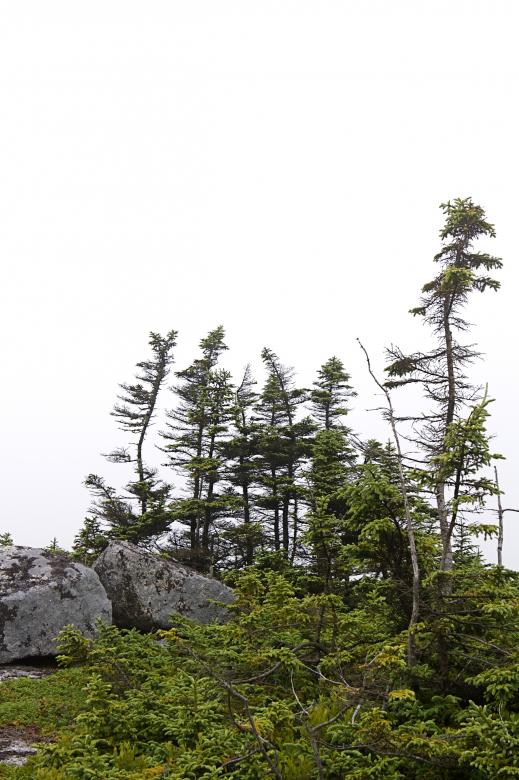 Free stock image of Trees created by Danny Ouellet