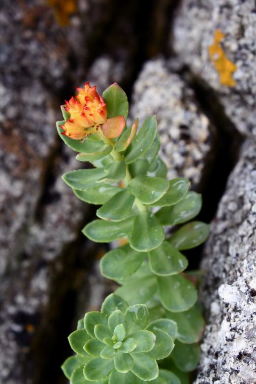 Free stock image of Orange Flower created by Danny Ouellet