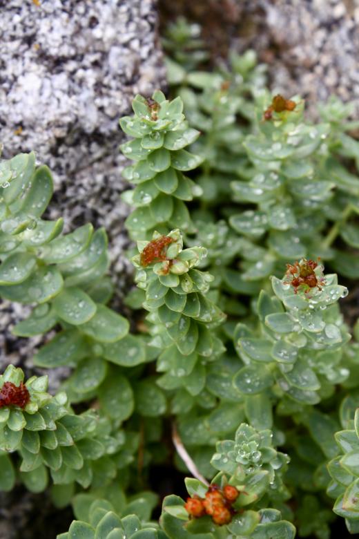 Free stock image of Green Plant created by Danny Ouellet