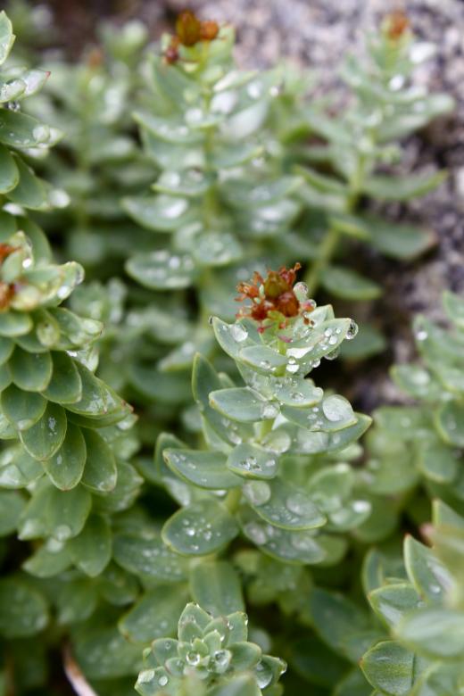 Free stock image of Green Plant created by Danny Ouellet