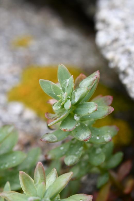 Free stock image of Green Plant created by Danny Ouellet