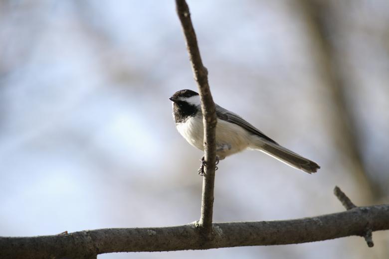 Free stock image of Small Bird created by Danny Ouellet