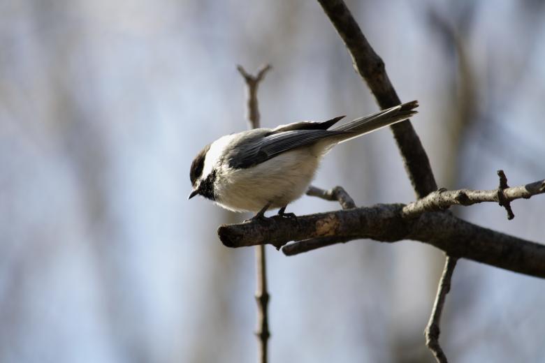 Free stock image of Small Bird created by Danny Ouellet