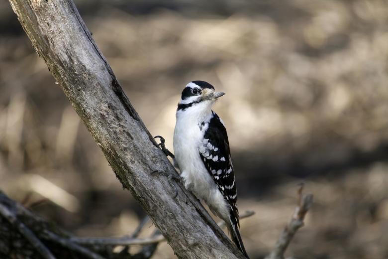 Free stock image of Small Bird created by Danny Ouellet