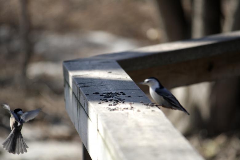Free stock image of Small Bird created by Danny Ouellet