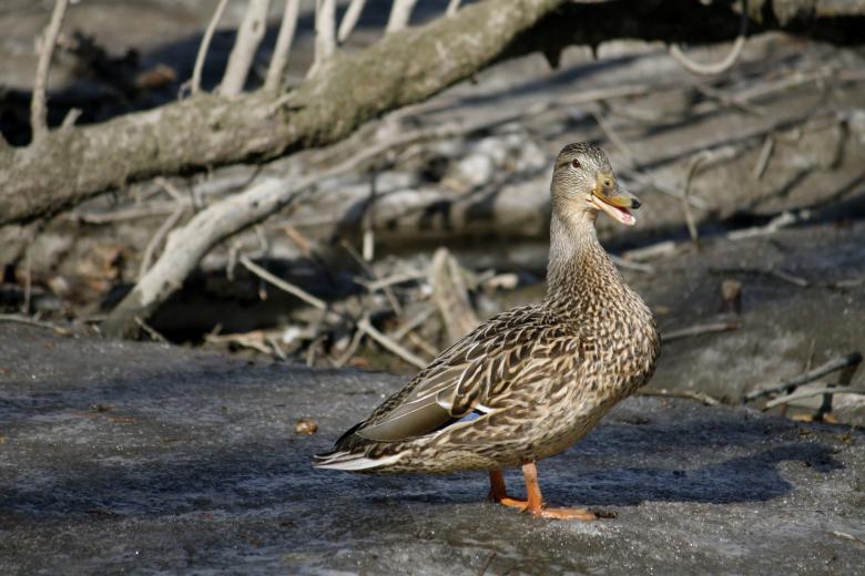 Free stock image of Duck created by Danny Ouellet