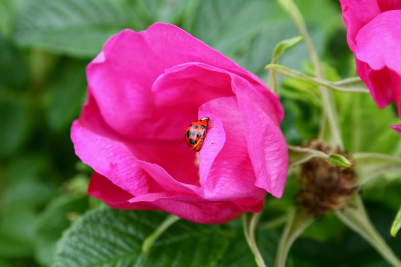 Free stock image of Ladybug on Pink Flower created by Danny Ouellet