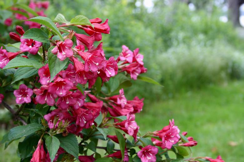 Free stock image of Pink Flowers created by Danny Ouellet