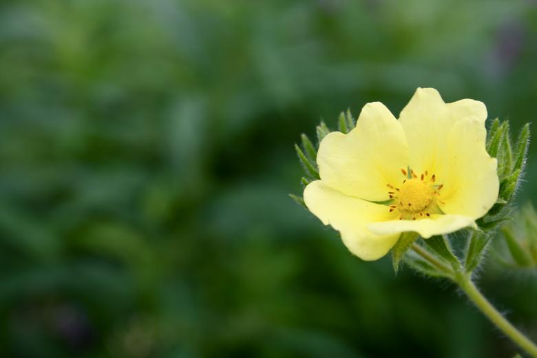 Free stock image of Yellow Flower created by Danny Ouellet