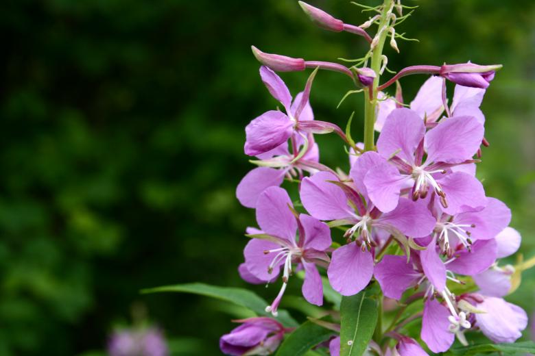 Free stock image of Purple Flowers created by Danny Ouellet