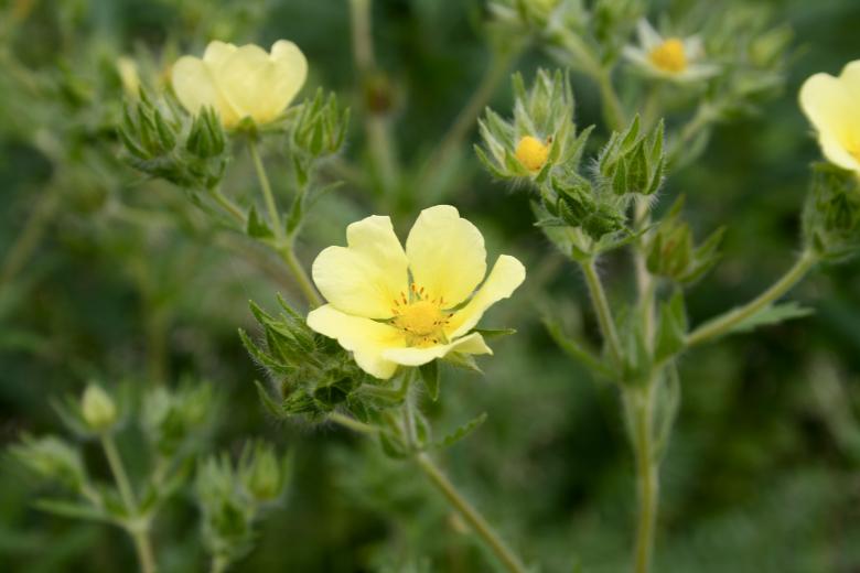 Free stock image of Yellow Flowers created by Danny Ouellet