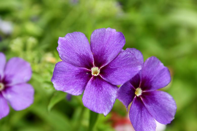 Free stock image of Purple Flowers created by Danny Ouellet