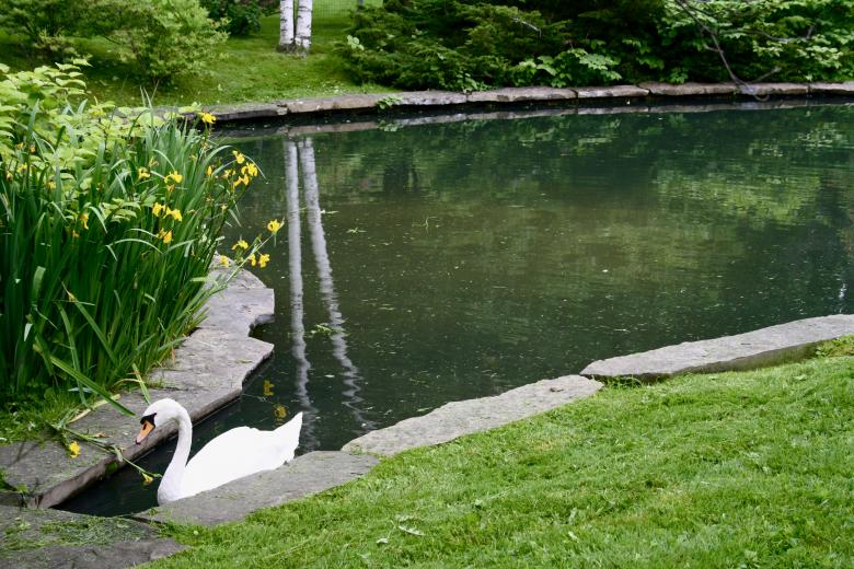 Free stock image of Swan created by Danny Ouellet