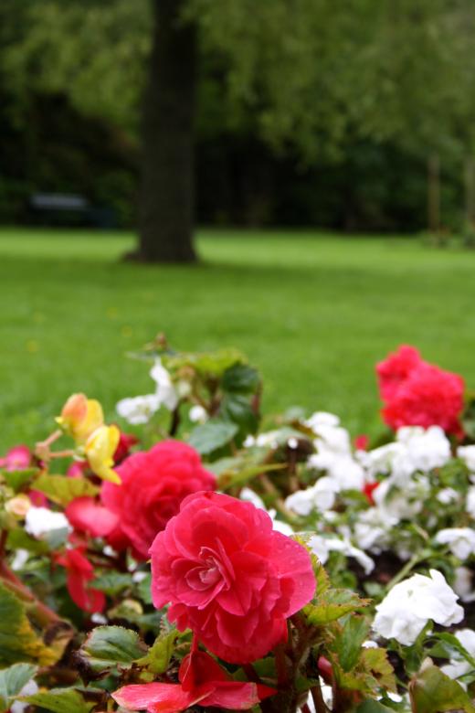 Free stock image of Red Flowers created by Danny Ouellet