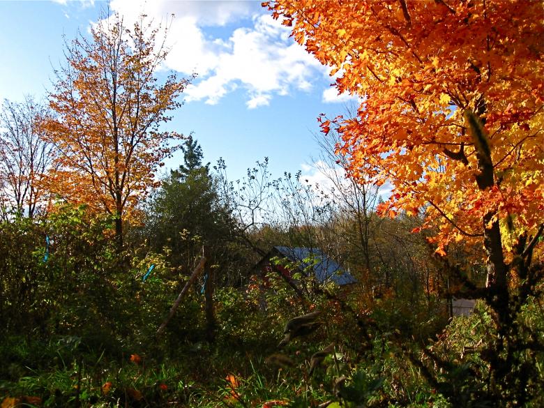 Free stock image of Autumn trees created by Danny Ouellet
