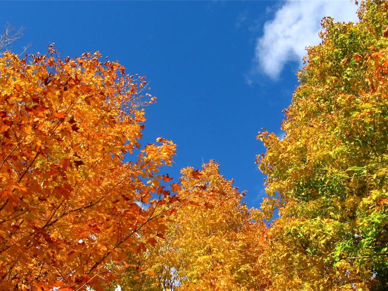 Free stock image of Autumn trees created by Danny Ouellet