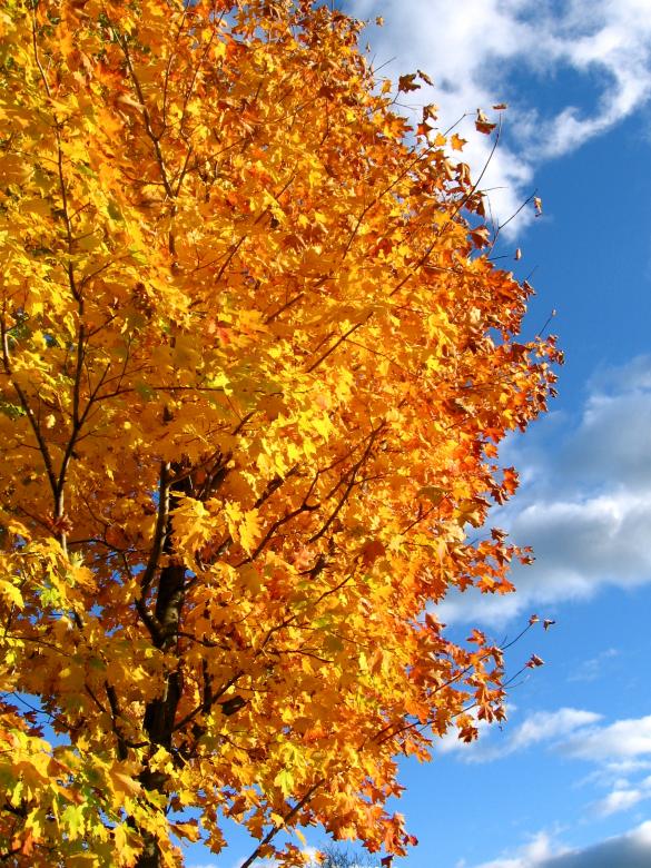 Free stock image of Autumn trees created by Danny Ouellet