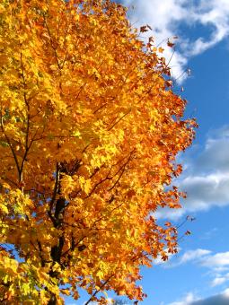 Autumn trees - Free Stock Photo