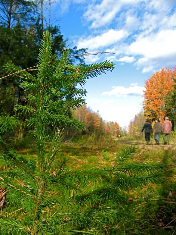 Free stock image of Autumn trees created by Danny Ouellet