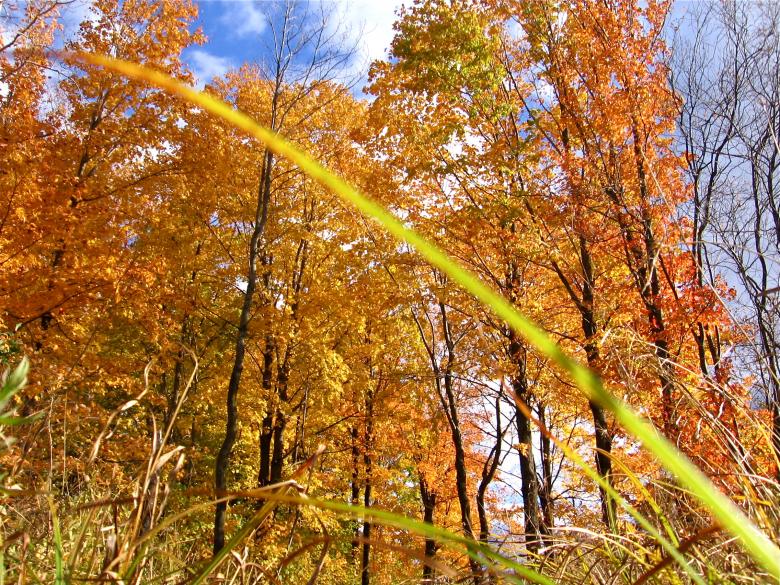 Free stock image of Autumn trees created by Danny Ouellet